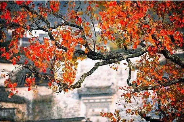 11月國內10大旅行地